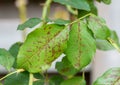 Roses disease Blackspot; Black leaf spot on roses causes by fungi plant pathology Diplocarpon; rosae. Royalty Free Stock Photo