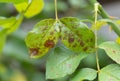 Roses disease Blackspot; Black leaf spot on roses causes by fungi plant pathology Diplocarpon; rosae. Royalty Free Stock Photo