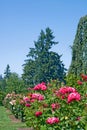 Roses and evergreens vertical Royalty Free Stock Photo