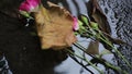 Roses falling in water on ground, victims of domestic violence, male chauvinism