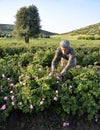 Roses farm worker