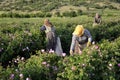 Roses farm workers