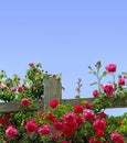 Roses on a fence Royalty Free Stock Photo