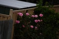 roses on a fence surrounding a wooden fence and building with a roof Royalty Free Stock Photo