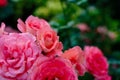 Roses field, pink, colorful flowers.