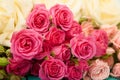 Roses flower background. Selective focus. Pink and white macro rose. Valentine and mother day. Wedding concept Royalty Free Stock Photo