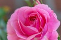 Pink rose flower closeup in the garden. Macro Royalty Free Stock Photo