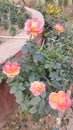 Roses flower in different colours in rajnagar madhubani bihar india