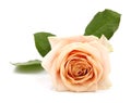 Roses / flower with leaves - Salmon pastel color - Background isolated white