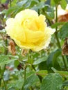 Yellow Roses. Flowers. Beauty of this world. Knowledge of nature. Through the eyes of nature Royalty Free Stock Photo