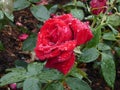 Red Roses. Flowers. Beauty of this world. Knowledge of nature. Through the eyes of nature Royalty Free Stock Photo