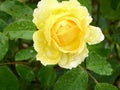 Yellow Roses. Flowers. Beauty of this world. Knowledge of nature. Through the eyes of nature Royalty Free Stock Photo