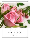 Roses flowers greetings card with love text quotes for Valentine Day Wedding