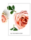 Roses flowers greetings card with love text quotes for Valentine Day Wedding