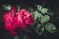 Roses flowers growing outdoors, nature, blossoming flower/Red flower of a rose. Beautiful nature scene with blooming red flower of Royalty Free Stock Photo