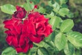 Roses flowers growing outdoors, nature, blossoming flower/Red flower of a rose. Beautiful nature scene with blooming red flower of Royalty Free Stock Photo