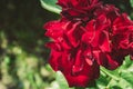 Roses flowers growing outdoors, nature, blossoming flower/Red flower of a rose. Beautiful nature scene with blooming red flower of Royalty Free Stock Photo