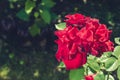Roses flowers growing outdoors, nature, blossoming flower/Red flower of a rose. Beautiful nature scene with blooming red flower of Royalty Free Stock Photo