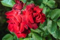 Roses flowers growing outdoors, nature, blossoming flower/Red flower of a rose. Beautiful nature scene with blooming red flower of Royalty Free Stock Photo