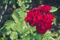 Roses flowers growing outdoors, nature, blossoming flower/Red flower of a rose. Beautiful nature scene with blooming red flower of Royalty Free Stock Photo