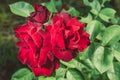 Roses flowers growing outdoors, nature, blossoming flower/Red flower of a rose. Beautiful nature scene with blooming red flower of Royalty Free Stock Photo