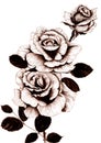 Roses - flowers and leaves. Ink drawing. Wallpaper. Use printed materials, signs, posters, postcards, packaging