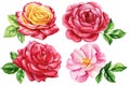 Roses flowers and leaves set watercolor on isolated white background, watercolor illustration, floral design elements Royalty Free Stock Photo