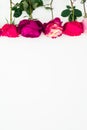 Roses flowers with leaves on white background. Flat lay, top view. Floral composition and copy space Royalty Free Stock Photo