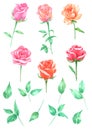 Roses Flowers watercolor collection, Hand drawn for Greeting Card Royalty Free Stock Photo