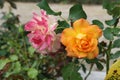 Roses france fleurs rose fleur nature verdure