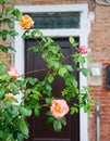 Roses in front of the door of a house in Venice, Italy Royalty Free Stock Photo