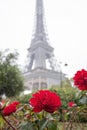 Roses in Front of the Eiffel Tower in France. Paris is a Place of Love and Romantic Encounters Royalty Free Stock Photo