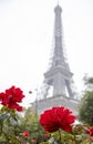 Roses in Front of the Eiffel Tower in France. Paris is a Place of Love and Romantic Encounters