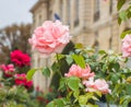 Roses in front of Rodin Museum