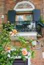 Roses in front of the window of a house in Venice, Italy Royalty Free Stock Photo
