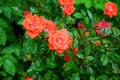 Roses in the garden. The bush of the red flowers after rain outdoors