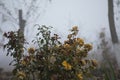 Roses in the garden in a foggy autumn morning, Roses in a foggy garden in autumn Royalty Free Stock Photo