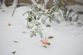 Roses in the garden in a foggy autumn morning, Selective focus Royalty Free Stock Photo