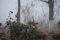 Roses in the garden in a foggy autumn morning, Roses in a foggy garden in autumn Royalty Free Stock Photo