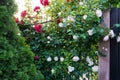 Roses garden in front of a beautiful rural cottage Royalty Free Stock Photo