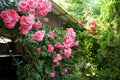 Roses garden in front of a beautiful rural cottage Royalty Free Stock Photo