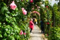 Roses at garden of Generalife. Granada