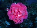 Bush of pink roses. Pink flowers in garden Royalty Free Stock Photo