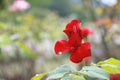 Roses in the garden.Love is pure.It is beautiful and natural