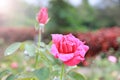 Roses in the garden.Love is pure.It is beautiful and natural