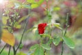 Roses in the garden.Love is pure.It is beautiful and natural