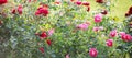 Roses in garden or park on bed of flowers, banner for website with gardening concept