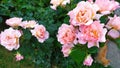 Roses. Garden rose bush during flowering in the garden Royalty Free Stock Photo