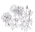 roses graphic black and white drawing on white background Royalty Free Stock Photo