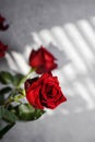 roses on a gray background with a gobo light Royalty Free Stock Photo